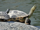 Chinese stripe-necked turtle