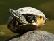 River cooter